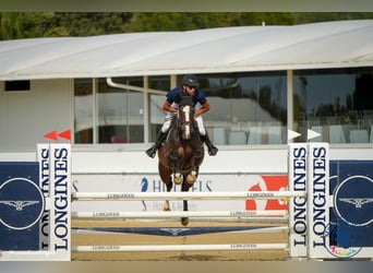 Zangersheide, Merrie, 6 Jaar, 168 cm, Donkerbruin