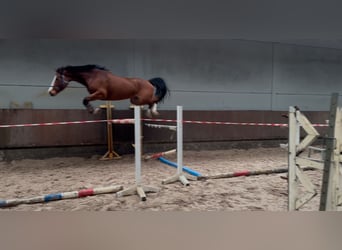 Zangersheide, Merrie, 6 Jaar, 168 cm, Donkerbruin