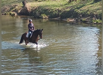 Zangersheide, Merrie, 6 Jaar, 168 cm, Roodbruin