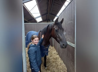 Zangersheide, Merrie, 6 Jaar, 169 cm, Bruin