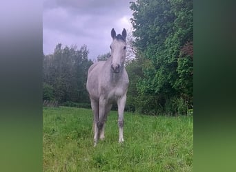 Zangersheide, Merrie, 6 Jaar, 169 cm, Vliegenschimmel