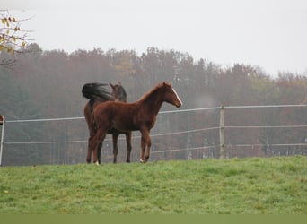 Zangersheide, Merrie, 6 Jaar, 169 cm, Vos