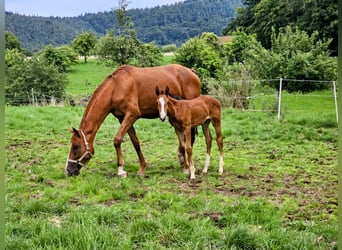 Zangersheide, Merrie, 6 Jaar, 169 cm, Vos