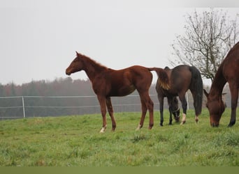 Zangersheide, Merrie, 6 Jaar, 169 cm, Vos