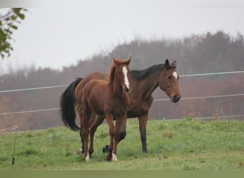 Zangersheide, Merrie, 6 Jaar, 169 cm, Vos