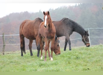 Zangersheide, Merrie, 6 Jaar, 169 cm, Vos