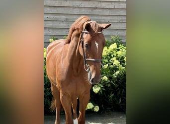 Zangersheide, Merrie, 6 Jaar, 171 cm, Donkere-vos