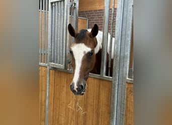 Zangersheide, Merrie, 6 Jaar, 172 cm, Gevlekt-paard