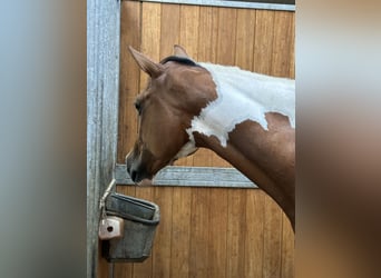 Zangersheide, Merrie, 6 Jaar, 172 cm, Gevlekt-paard