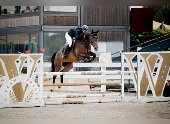 Zangersheide, Merrie, 6 Jaar, 173 cm, Bruin