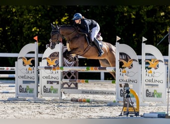 Zangersheide, Merrie, 6 Jaar, 173 cm, Bruin