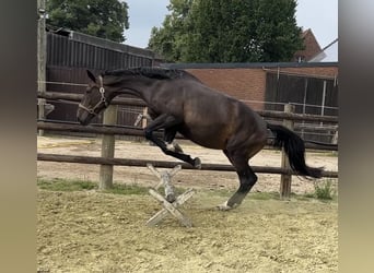 Zangersheide, Merrie, 6 Jaar, 178 cm, Donkerbruin