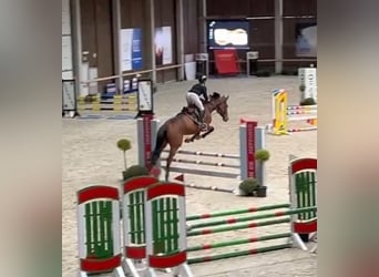 Zangersheide, Merrie, 6 Jaar, 178 cm, Donkerbruin