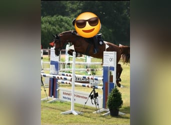 Zangersheide, Merrie, 7 Jaar, 160 cm, Vos