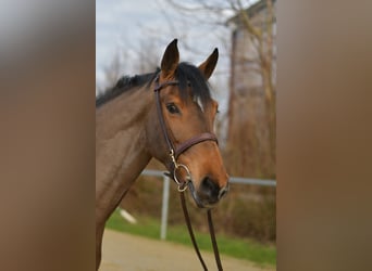 Zangersheide, Merrie, 7 Jaar, 162 cm, Bruin