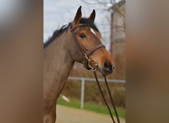 Zangersheide, Merrie, 7 Jaar, 162 cm, Bruin