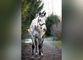 Zangersheide, Merrie, 7 Jaar, 163 cm, Appelschimmel