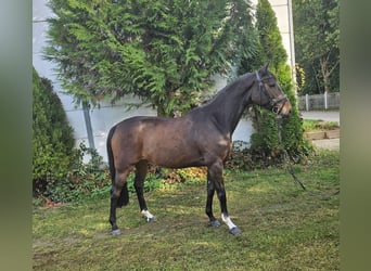 Zangersheide, Merrie, 7 Jaar, 163 cm, Bruin