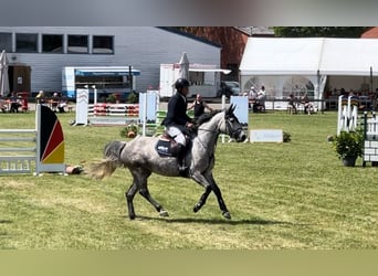 Zangersheide, Merrie, 7 Jaar, 163 cm, Schimmel