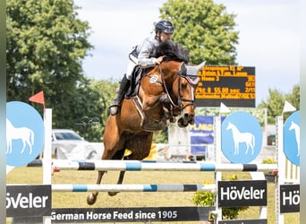 Zangersheide, Merrie, 7 Jaar, 164 cm, Bruin