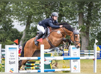 Zangersheide, Merrie, 7 Jaar, 164 cm, Bruin