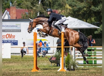 Zangersheide, Merrie, 7 Jaar, 164 cm, Bruin