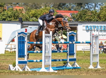 Zangersheide, Merrie, 7 Jaar, 164 cm, Bruin