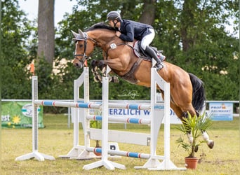 Zangersheide, Merrie, 7 Jaar, 164 cm, Bruin