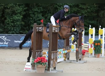 Zangersheide, Merrie, 7 Jaar, 164 cm, Bruin