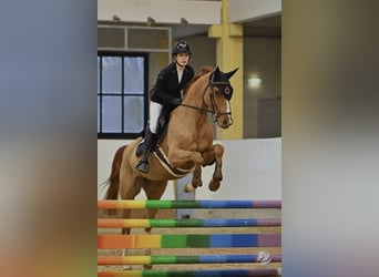 Zangersheide, Merrie, 7 Jaar, 164 cm, Vos