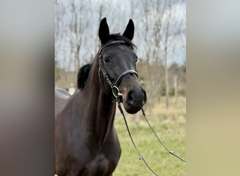 Zangersheide, Merrie, 7 Jaar, 164 cm, Zwartbruin