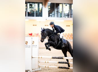 Zangersheide, Merrie, 7 Jaar, 164 cm, Zwartbruin