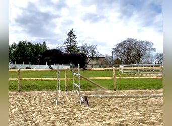 Zangersheide, Merrie, 7 Jaar, 164 cm, Zwartbruin