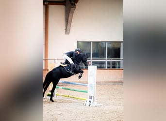 Zangersheide, Merrie, 7 Jaar, 164 cm, Zwartbruin