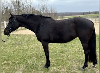 Zangersheide, Merrie, 7 Jaar, 164 cm, Zwartbruin