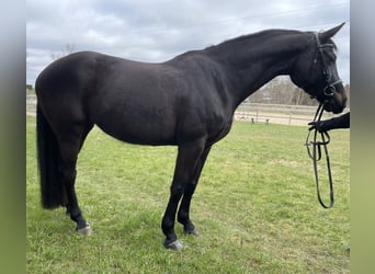 Zangersheide, Merrie, 7 Jaar, 164 cm, Zwartbruin