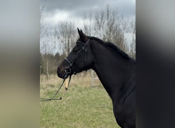 Zangersheide, Merrie, 7 Jaar, 164 cm, Zwartbruin