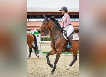 Zangersheide, Merrie, 7 Jaar, 165 cm, Bruin