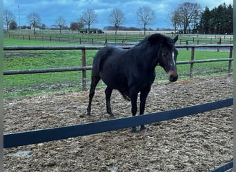 Zangersheide, Merrie, 7 Jaar, 165 cm, Donkerbruin