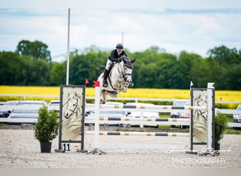 Zangersheide, Merrie, 7 Jaar, 165 cm, Schimmel