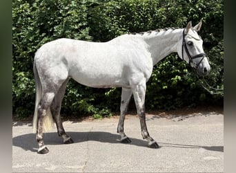 Zangersheide, Merrie, 7 Jaar, 166 cm, Appelschimmel