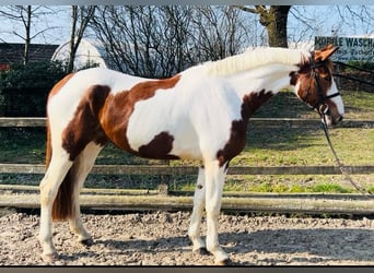 Zangersheide, Merrie, 7 Jaar, 166 cm, Gevlekt-paard