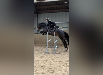 Zangersheide, Merrie, 7 Jaar, 167 cm, Donkerbruin