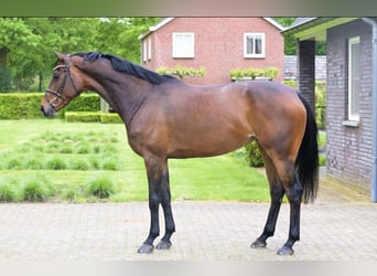 Zangersheide, Merrie, 7 Jaar, 167 cm, Donkerbruin