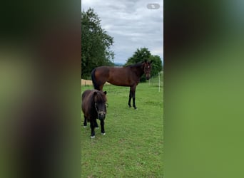 Zangersheide, Merrie, 7 Jaar, 167 cm, Donkerbruin