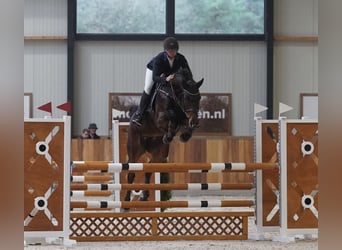 Zangersheide, Merrie, 7 Jaar, 167 cm, Donkerbruin