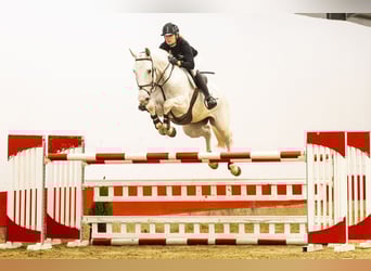 Zangersheide, Merrie, 7 Jaar, 167 cm, Schimmel