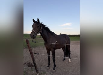 Zangersheide, Merrie, 7 Jaar, 167 cm, Zwartbruin