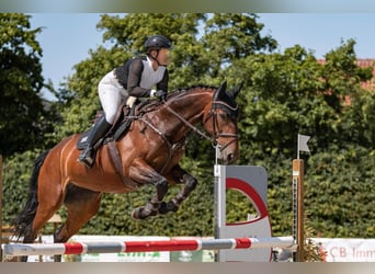 Zangersheide, Merrie, 7 Jaar, 168 cm, Bruin