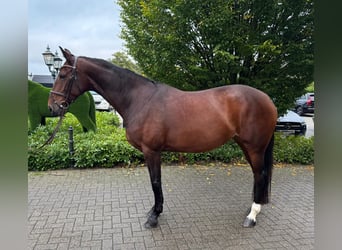 Zangersheide, Merrie, 7 Jaar, 168 cm, Bruin